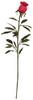Rose Bud Feather Tickler Red