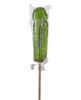 Lollicock sucker, apple