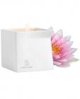 Afterglow Natural Massage Candle Pink Lotus Sex Toy Product