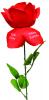 Fleur D Amour