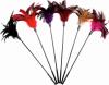 Starburst Feather  6Pc